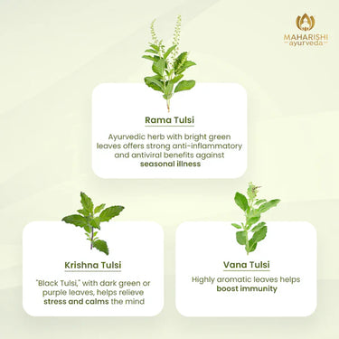 Tulsi Green Tea Premium | Organic Ayurvedic Blend 30gm